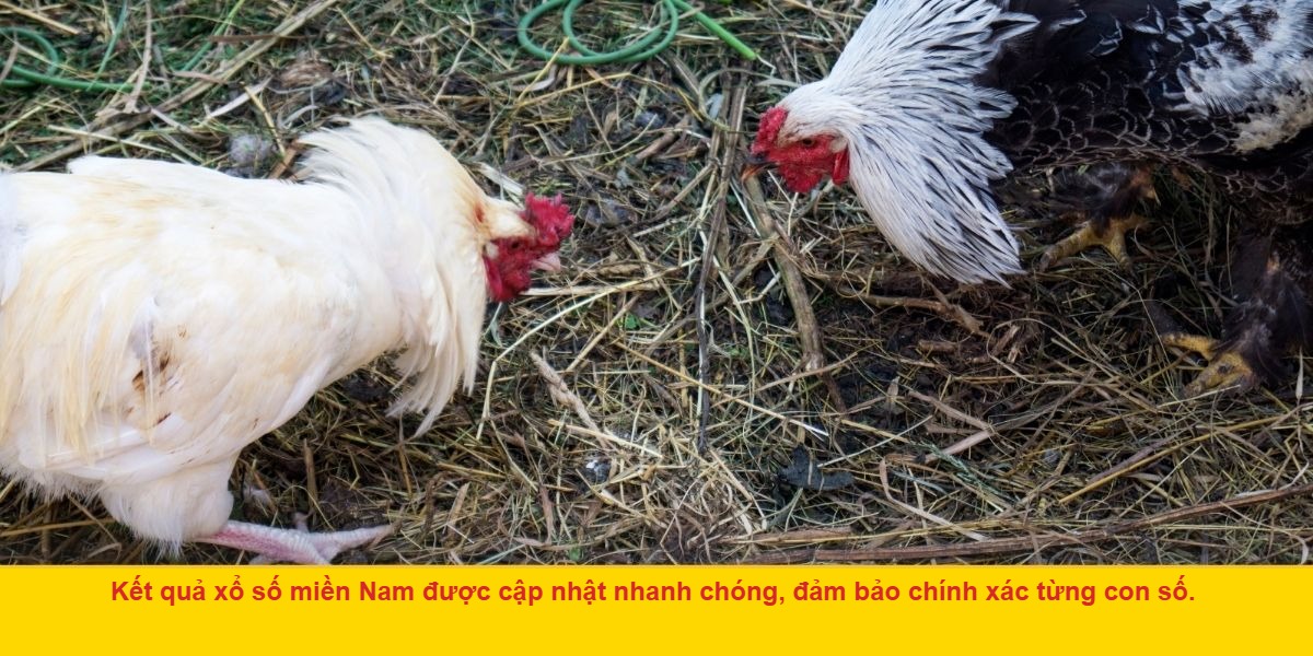 Xổ Số Miền Nam Là Gì?